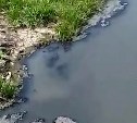 "Чача вонючая с чешуёй": сахалинец снял слив мутной жижи в реку в Луговом