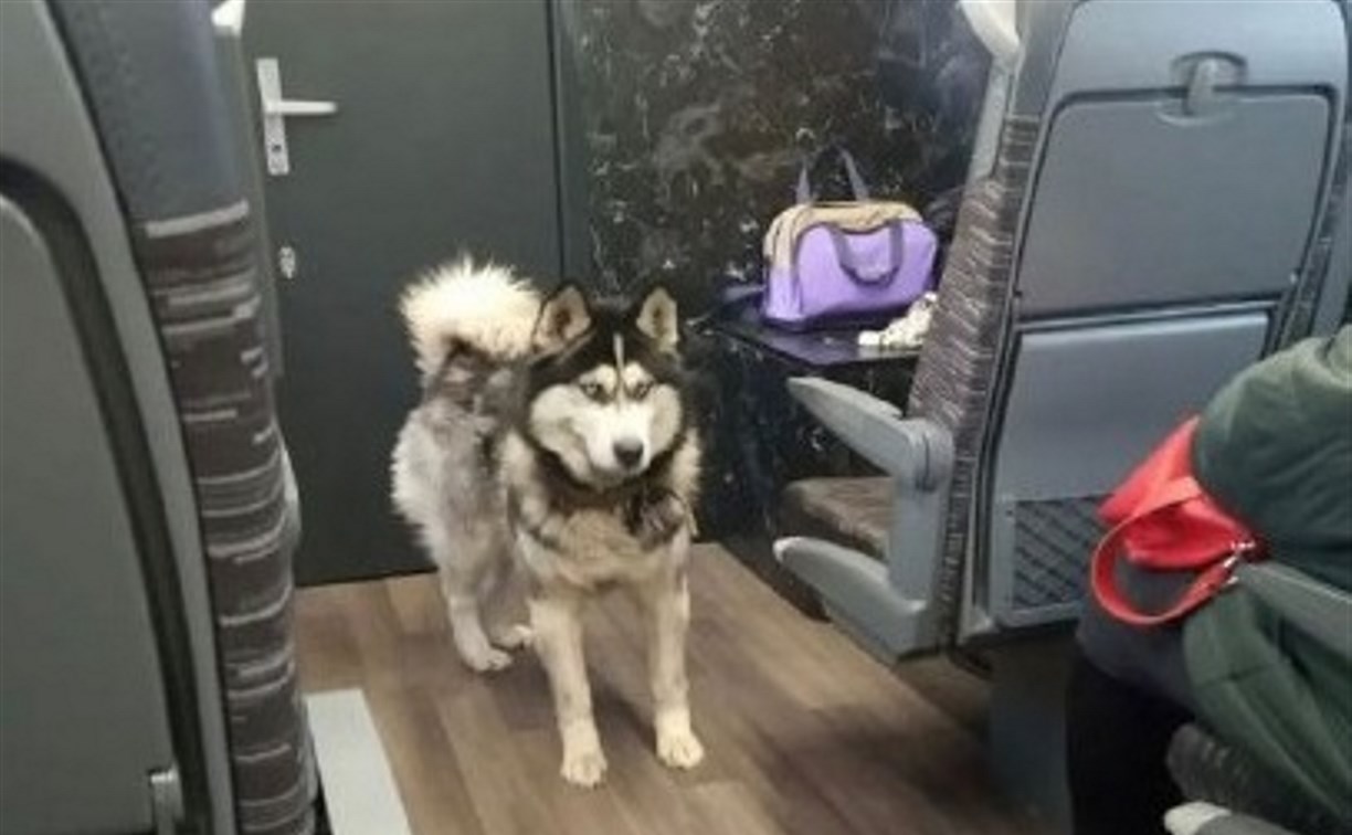 Пёс самостоятельно запрыгнул в поезд и уехал из Долинска в Южно-Сахалинск 
