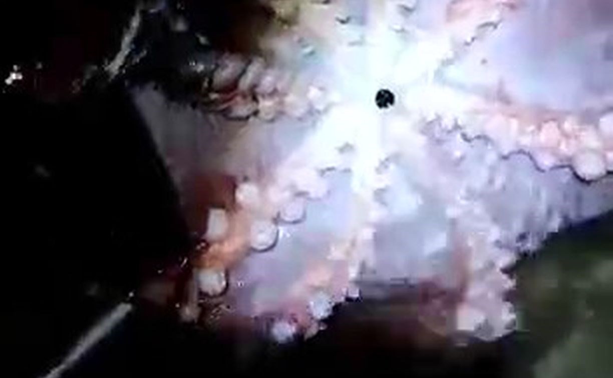 "Вообще просто огонь!": сахалинцы поймали в море огромного осьминога