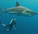 Ученый ДВО РАН: шанс погибнуть из-за акулы - 1 на 60 миллионов