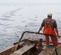 Прогнозы учёных по подходу лосося к Сахалину не оправдываются