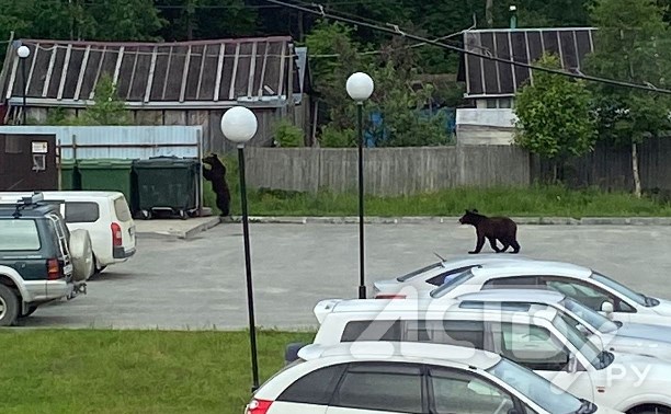 Такое вы ещё не видели: медведи зашли в село на Сахалине 