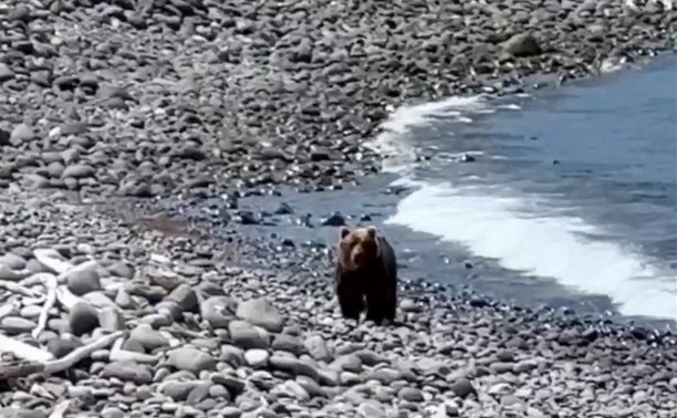 Представители российского бомонда во время морского круиза встретили медведя на Северных Курилах 