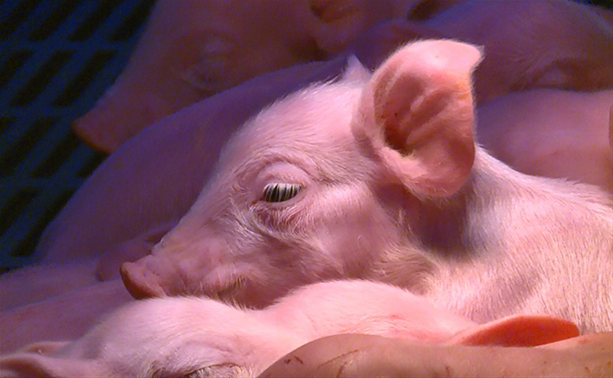 На Сахалине теперь производят своей свинины вдвое больше, чем завозят