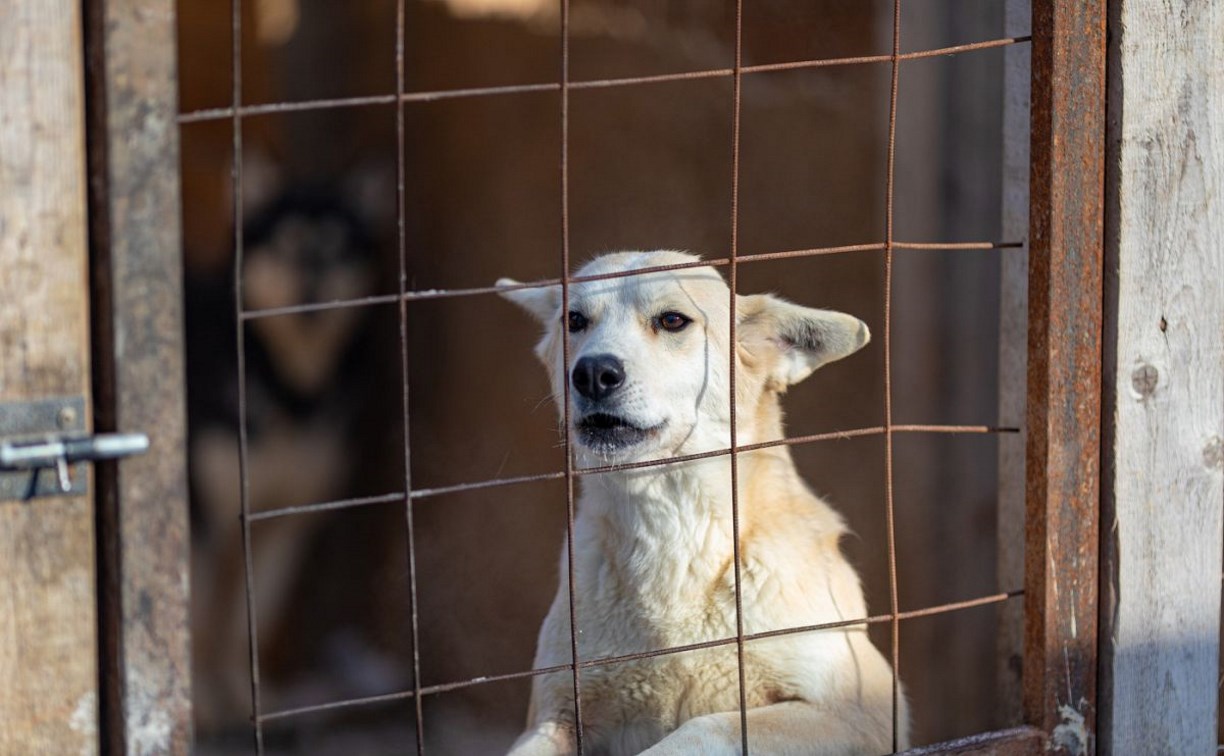 Около 500 собак без владельцев отловили в Южно-Сахалинске с начала года