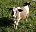 Приют в Охе не решит проблему бродячих коров