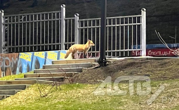 Смелая лисица прибежала к школе в Долинске