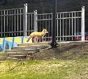 Смелая лисица прибежала к школе в Долинске