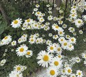 Ливни на Сахалине, а на Курилах - небольшие дожди: прогноз погоды для региона на 16 июля