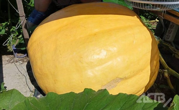 Пока на Сахалине растет гигантская тыква, про нее написали песню