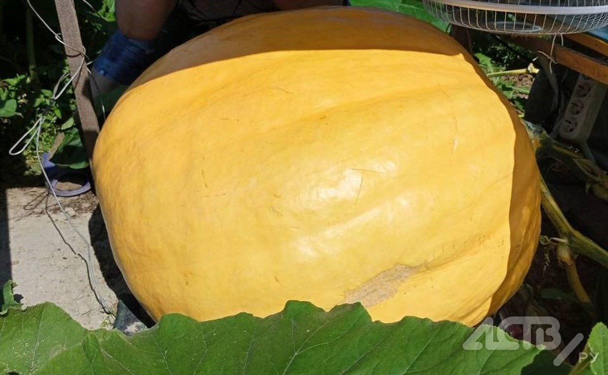 Пока на Сахалине растет гигантская тыква, про нее написали песню