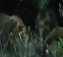 На Кунашире медведи выходят к детскому лагерю из-за свалки отходов