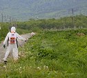 В Южно-Сахалинске и планировочных районах от борщевика очистили уже около 50 гектаров