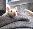 Белая крыса, выброшенная на улицу в Поронайске, нашла новый дом