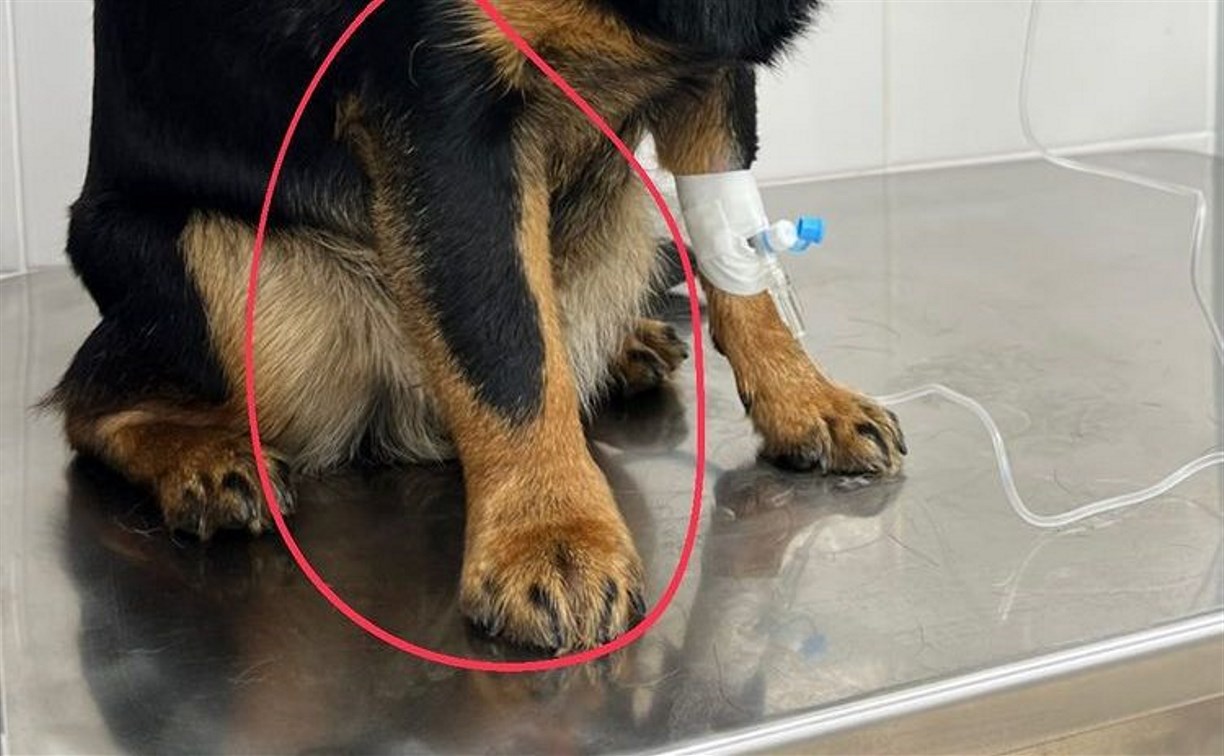 Домашние животные на Сахалине массово страдают от укусов гадюк