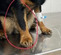 Домашние животные на Сахалине массово страдают от укусов гадюк