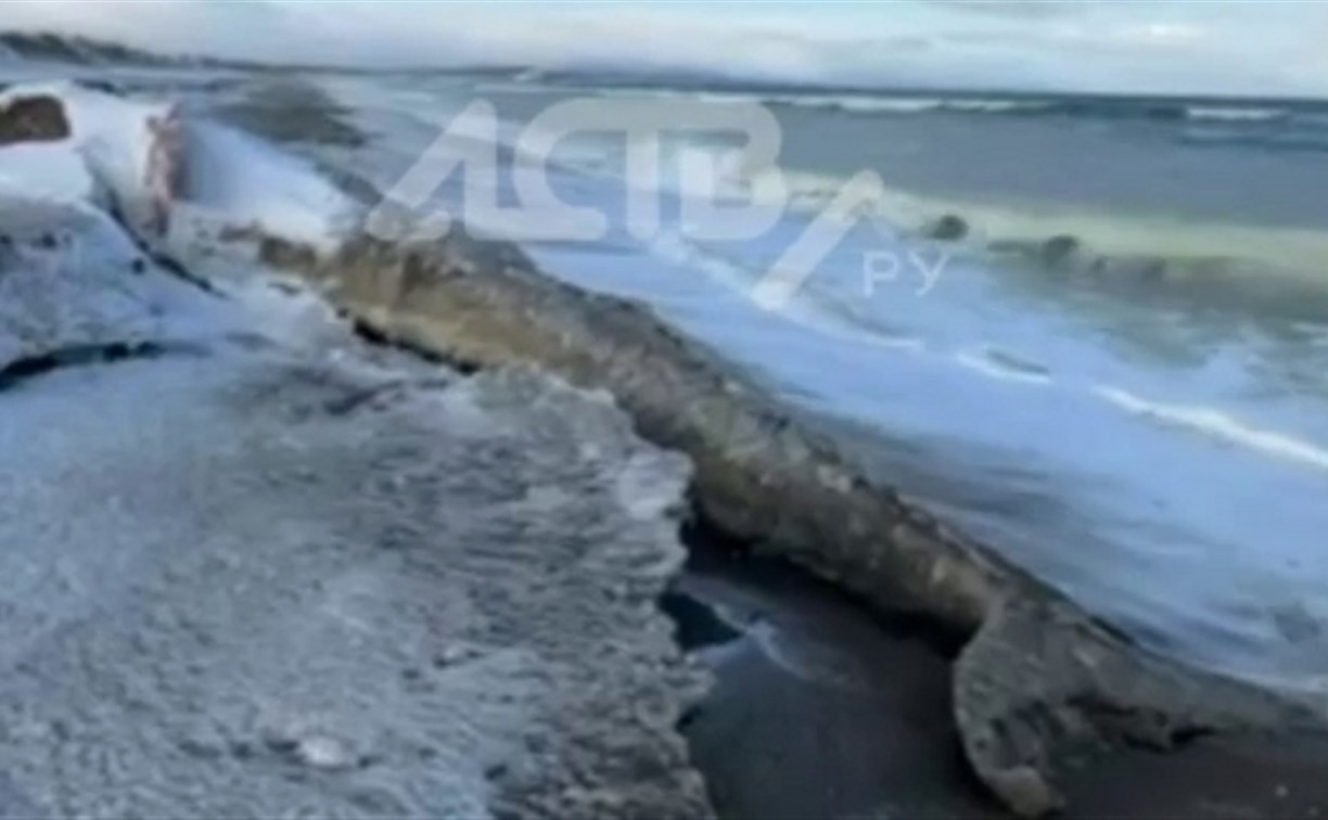Гигантское морское животное нашли на берегу Сахалина