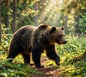 Медведя заметили возле Востока: жителей просят не ходить в лес