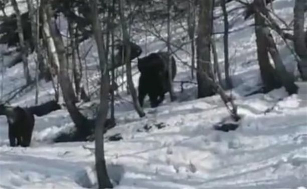 Сахалинцы громкими криками отгоняют медведей от дома