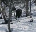 Сахалинцы громкими криками отгоняют медведей от дома