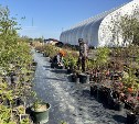 Сахалинская семья развивает питомник растений благодаря господдержке