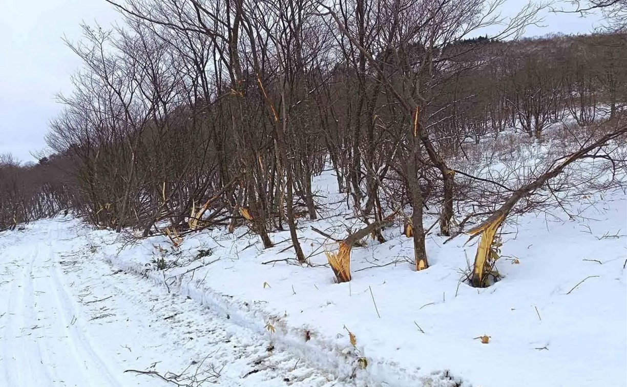 Странная картина: лес "упал" на территории заказника на Курилах