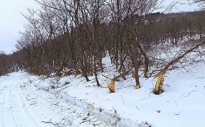 Происшествия