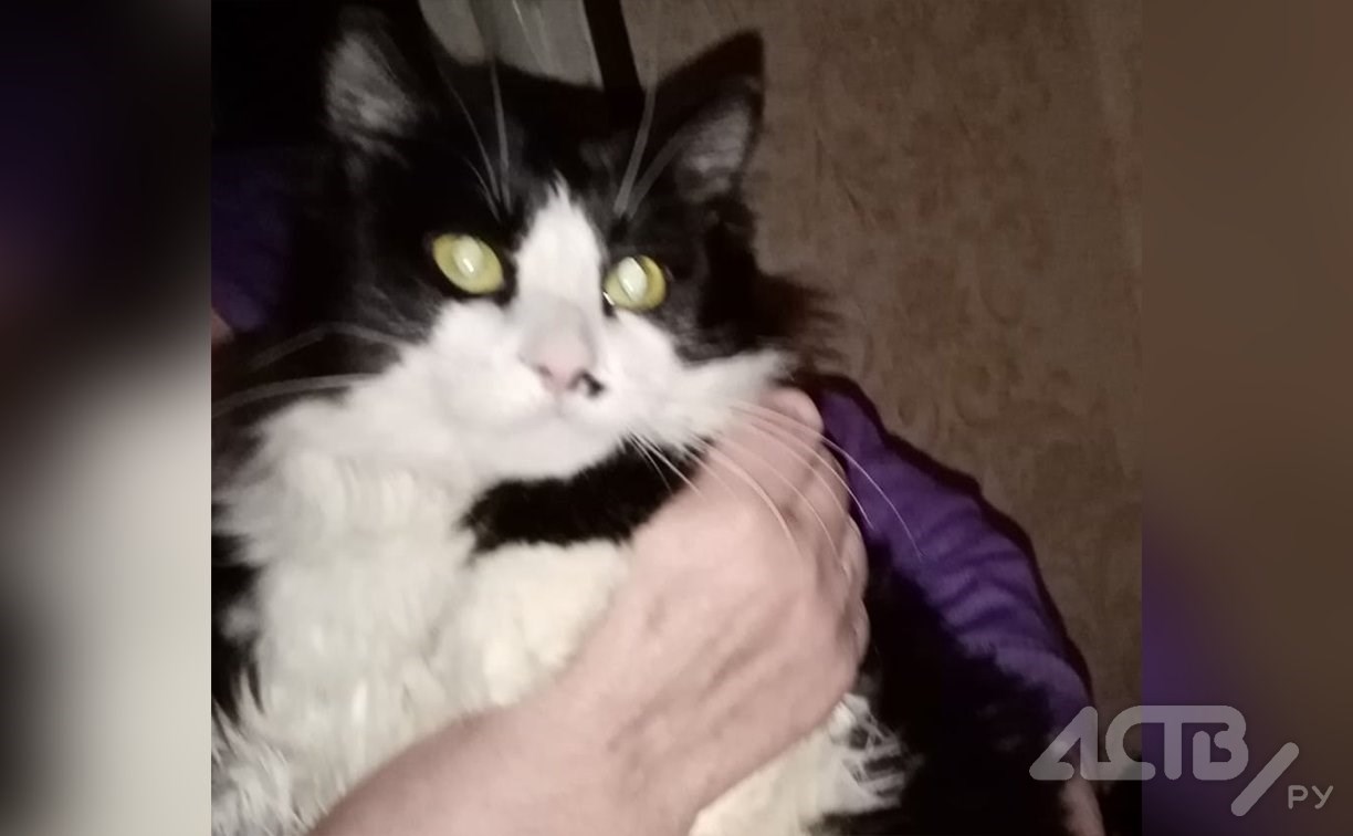 Корсаковцы сделали смертельную ловушку для бездомного кота из гвоздей, стекла и перца