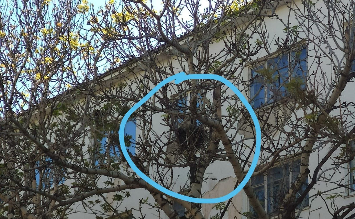 Гнездо ворон, которые атаковали женщину в центре Холмска, до сих пор не убрали