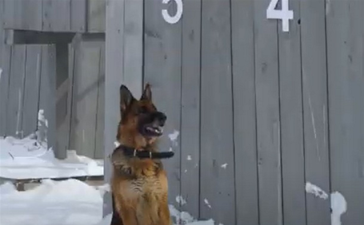 День защитника Отечества на Сахалине отметили не только люди, но и служебные собаки