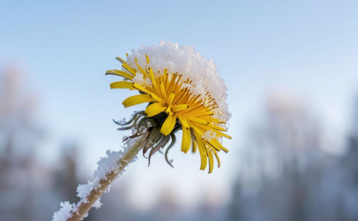 На Сахалине дожди и снегопады, а на Курилах до +14 °C: прогноз погоды для региона на 30 мая