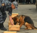 Сахалинские кинологи рассказали школьникам о собаках-героях, которые несли службу во время войны