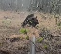 Сахалинец снял на видео, к чему может привести осечка при охоте на медведя