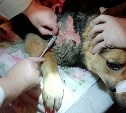 В Холмске в сожжённом шиномонтаже нашли обгоревшего пса