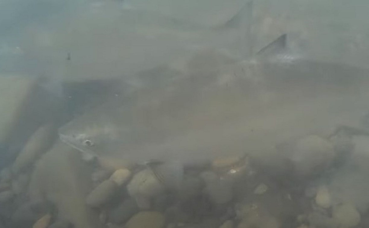 Сахалинец с помощью подводной камеры вычислил реку, набитую симой