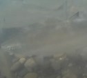 Сахалинец с помощью подводной камеры вычислил реку, набитую симой