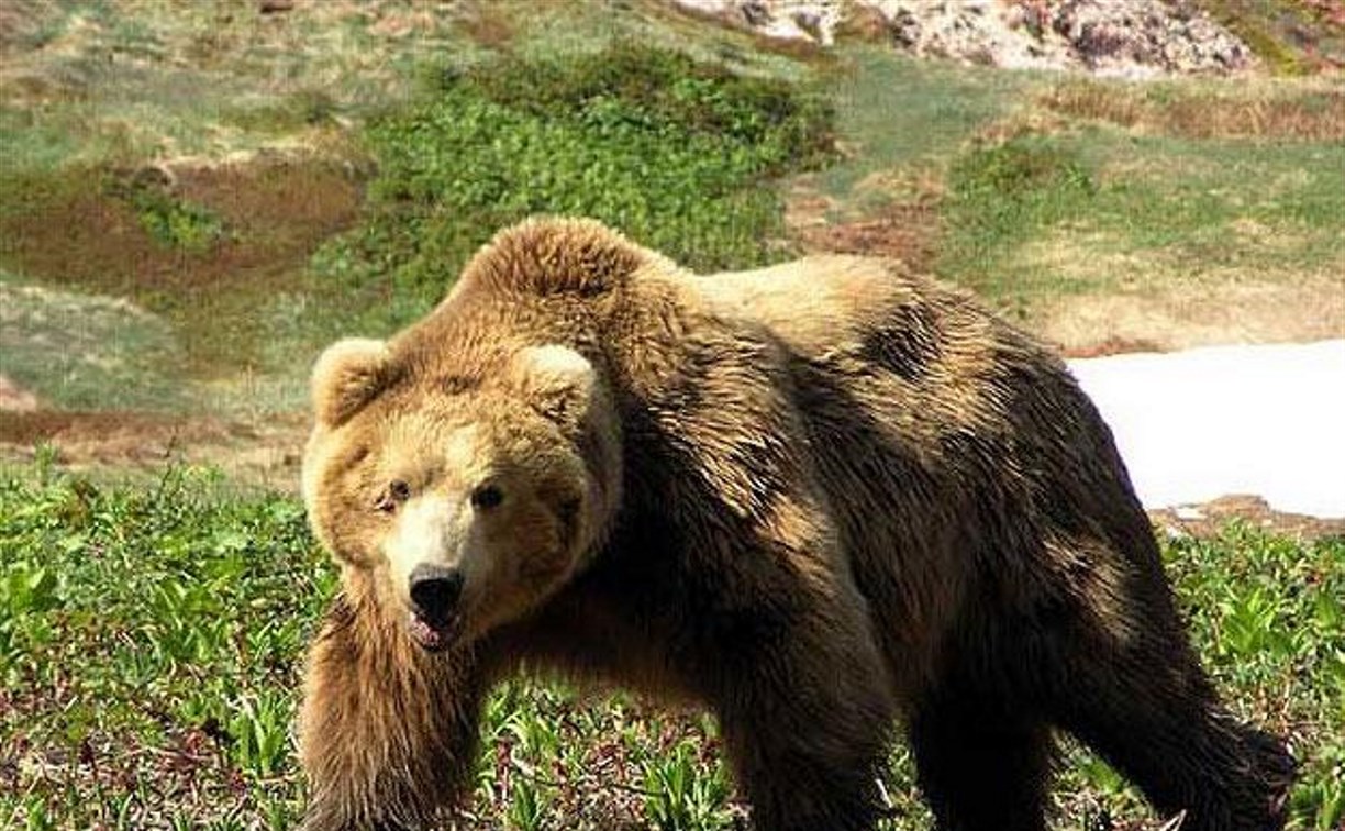 Сахалинские охотники должны отчитаться о добыче медведя