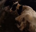 "На ферме полная антисанитария": губернатор получил доклад по ситуации с коровами в Костромском