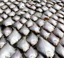 Полмиллиона тонн рыбы добыли на Сахалине в прошлом году
