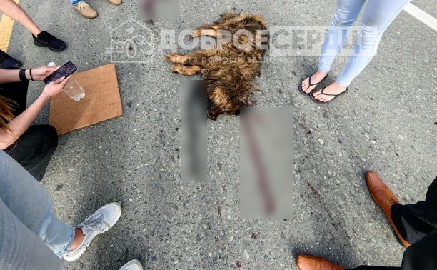 "Вернули с того света": сахалинцы спасли бездомную собаку с сильнейшими травмами после ДТП