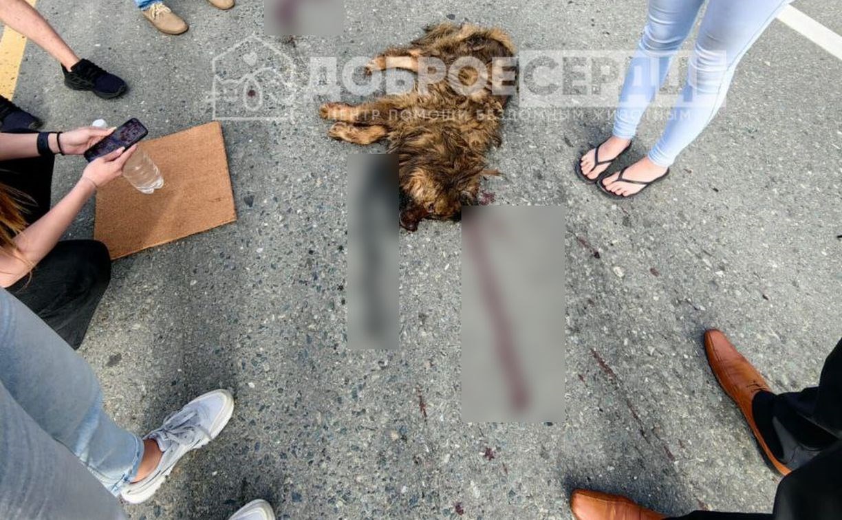 "Вернули с того света": сахалинцы спасли бездомную собаку с сильнейшими травмами после ДТП