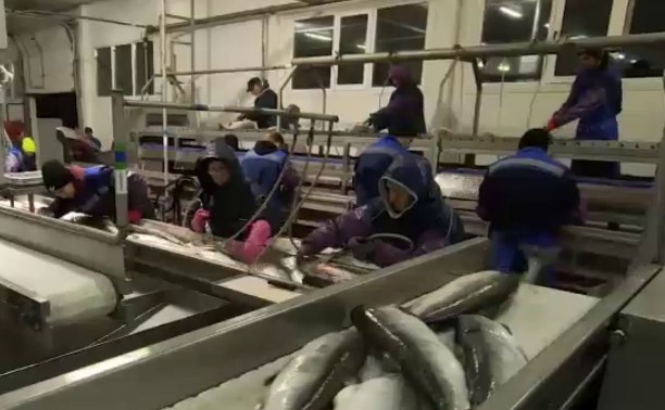Камчатские рыбопромышленники пожаловались на невыполнимые условия договоров