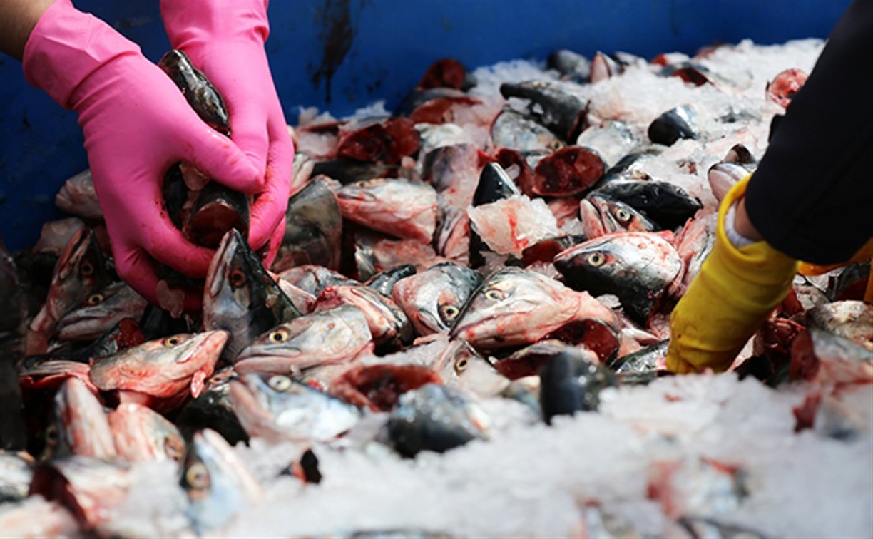 Жителям Ногликов раздали несколько тонн рыбьих голов 