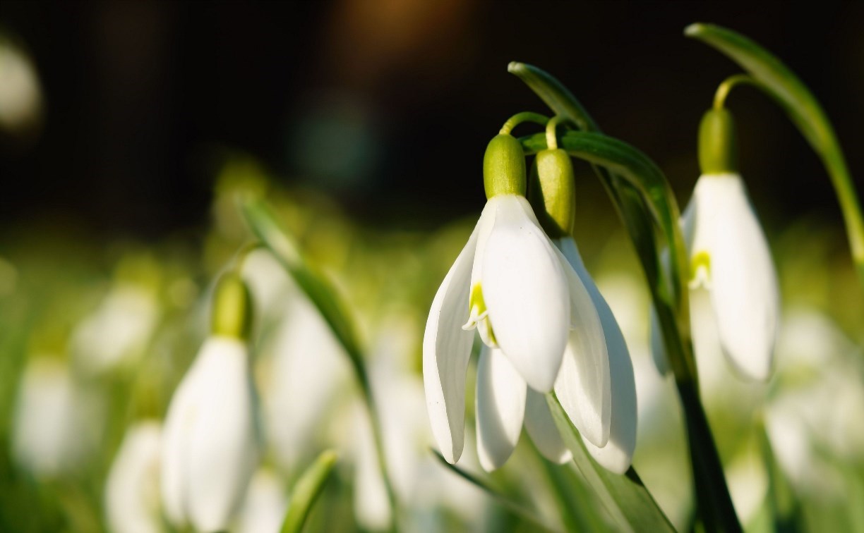 Тепло до +10 градусов придёт на юг Сахалина