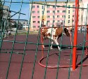 На севере Сахалина на футбольное поле вышла сборная коров 