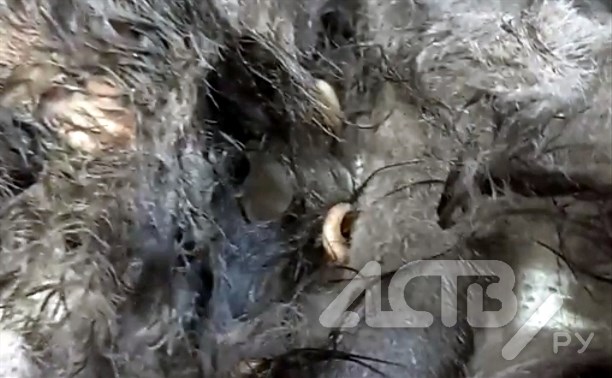 Котик со сломанным тазом, которого ели опарыши, приполз за помощью к людям на Сахалине