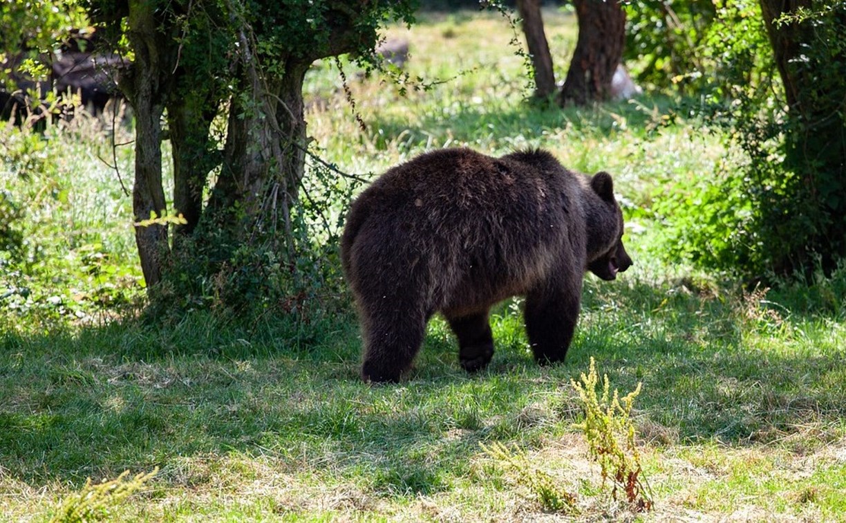 Медведь выходил к жилым домам в Горнозаводске