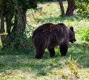 Медведь выходил к жилым домам в Горнозаводске