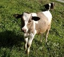 Блуждающие коровы и быки досаждают жителям Корсакова