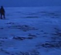"Смотрите, что творится": сахалинцы распространяют видео усыпанного навагой льда